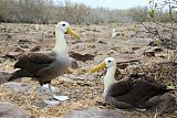 Waved Albatross